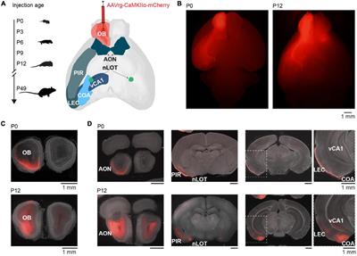 Postnatal Development of Centrifugal Inputs to the Olfactory Bulb